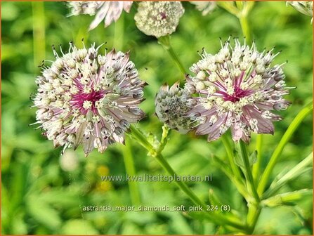 Astrantia major &#039;Diamonds Soft Pink&#039; | Zeeuws knoopje, Groot sterrenscherm | Gro&szlig;e Sterndolde | Greater Ma