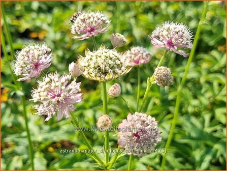 Astrantia major &#039;Diamonds Soft Pink&#039; | Zeeuws knoopje, Groot sterrenscherm | Gro&szlig;e Sterndolde | Greater Ma