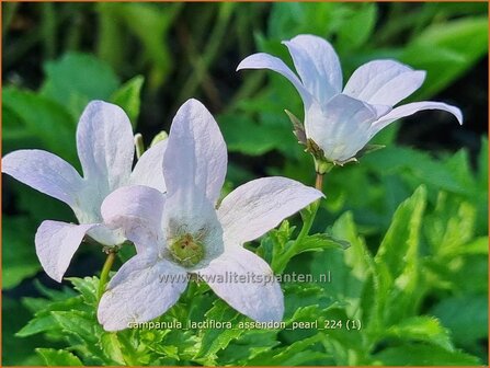 Campanula lactiflora &#039;Assendon Pearl&#039; | Celtisbladklokje, Klokjesbloem, Klokje | Dolden-Glockenblume | Milky Bell