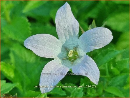 Campanula lactiflora &#039;Assendon Pearl&#039; | Celtisbladklokje, Klokjesbloem, Klokje | Dolden-Glockenblume | Milky Bell