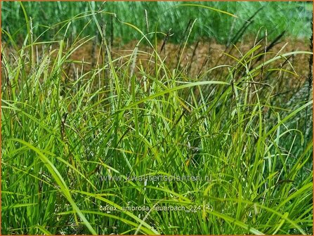 Carex umbrosa &#039;Feuerbach&#039; | Schaduwzegge, Zegge | Schatten-Segge | Shady Sedge