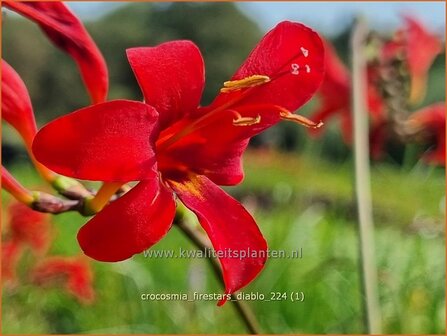 Crocosmia &#039;Firestars Diablo&#039; | Montbretia | Montbretie | Montbretia