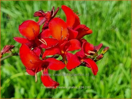 Crocosmia &#039;Firestars Diablo&#039; | Montbretia | Montbretie | Montbretia