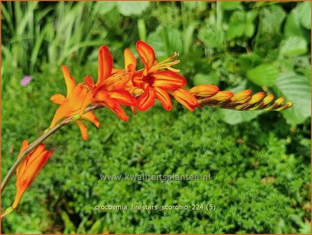 Crocosmia &#039;Firestars Scorchio&#039; | Montbretia | Montbretie | Montbretia