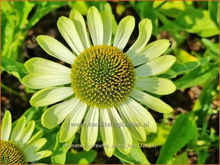 Echinacea purpurea &#039;Prima Lime&#039; | Rode zonnehoed, Zonnehoed | Roter Sonnenhut | Purple Coneflower