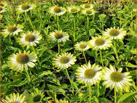 Echinacea purpurea &#039;Prima Lime&#039; | Rode zonnehoed, Zonnehoed | Roter Sonnenhut | Purple Coneflower