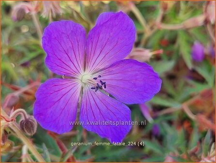 Geranium &#039;Femme Fatale&#039; | Ooievaarsbek, Tuingeranium, Geranium | Nepal-Storchenschnabel | Cranesbill