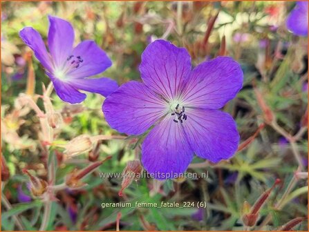 Geranium &#039;Femme Fatale&#039; | Ooievaarsbek, Tuingeranium, Geranium | Nepal-Storchenschnabel | Cranesbill