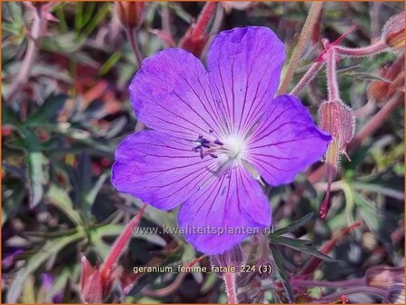 Geranium &#039;Femme Fatale&#039; | Ooievaarsbek, Tuingeranium, Geranium | Nepal-Storchenschnabel | Cranesbill