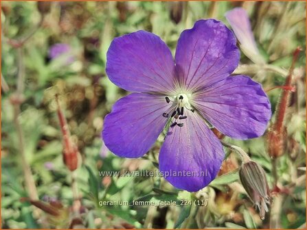 Geranium &#039;Femme Fatale&#039; | Ooievaarsbek, Tuingeranium, Geranium | Nepal-Storchenschnabel | Cranesbill