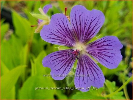 Geranium ibericum subsp. jubatum | Ooievaarsbek, Tuingeranium, Geranium | Kaukasischer Storchenschnabel | Iberian Cranesbill