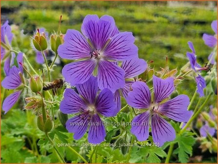 Geranium ibericum subsp. jubatum | Ooievaarsbek, Tuingeranium, Geranium | Kaukasischer Storchenschnabel | Iberian Cranesbill