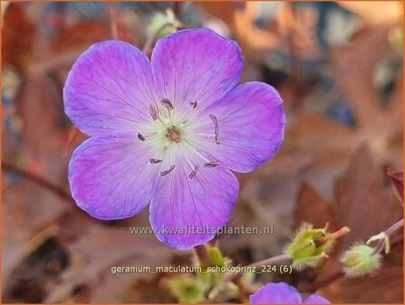 Geranium maculatum &#039;Schokoprinz&#039; | Gevlekte ooievaarsbek, Ooievaarsbek, Tuingeranium, Geranium | Amerikanischer Storc