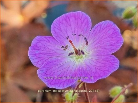 Geranium maculatum &#039;Schokoprinz&#039; | Gevlekte ooievaarsbek, Ooievaarsbek, Tuingeranium, Geranium | Amerikanischer Storc