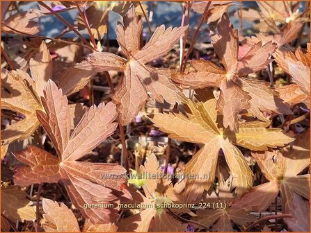 Geranium maculatum &#039;Schokoprinz&#039; | Gevlekte ooievaarsbek, Ooievaarsbek, Tuingeranium, Geranium | Amerikanischer Storc