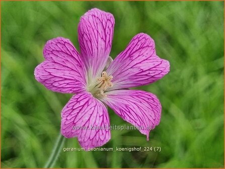 Geranium oxonianum &#039;K&ouml;nigshof&#039; | Basterd-ooievaarsbek, Ooievaarsbek, Tuingeranium, Geranium | Oxford-Storchschnabel 