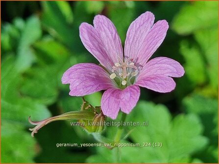 Geranium yesoense var. nipponicum | Ooievaarsbek, Tuingeranium, Geranium | Japanischer Storchenschnabel | Cranesbill