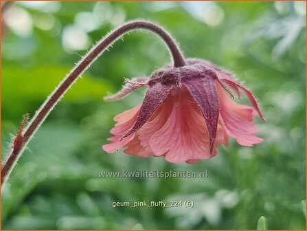 Geum &#039;Pink Fluffy&#039; | Nagelkruid | Nelkenwurz | Avens