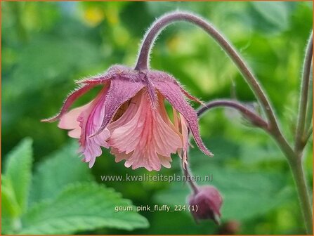 Geum &#039;Pink Fluffy&#039; | Nagelkruid | Nelkenwurz | Avens