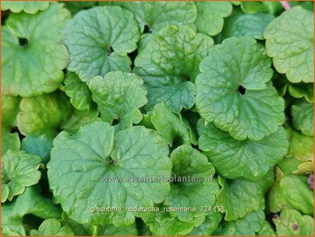 Glechoma hederacea &#039;Rosemarie&#039; | Hondsdraf, Kruip-door-de-tuin | Gew&ouml;hnlicher Gundermann | Creeping Charli