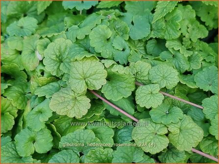 Glechoma hederacea &#039;Rosemarie&#039; | Hondsdraf, Kruip-door-de-tuin | Gew&ouml;hnlicher Gundermann | Creeping Charli