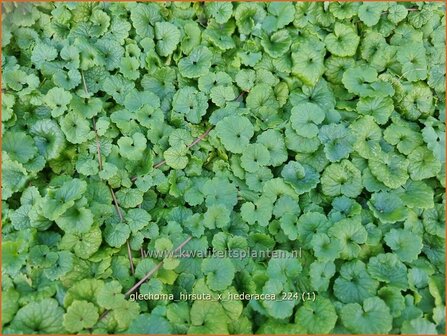 Glechoma hirsuta x hederacea | Hondsdraf, Kruip-door-de-tuin | Gundermann | Creeping Charlie