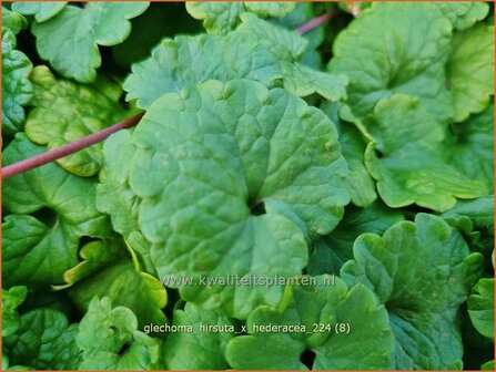 Glechoma hirsuta x hederacea | Hondsdraf, Kruip-door-de-tuin | Gundermann | Creeping Charlie