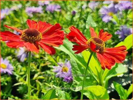 Helenium &#039;Kupferziegel&#039; | Zonnekruid | Sonnenbraut | Helen&#039;s Flower