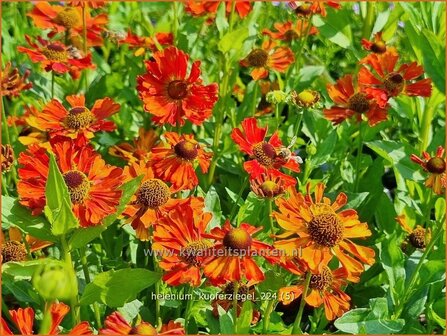 Helenium &#039;Kupferziegel&#039; | Zonnekruid | Sonnenbraut | Helen&#039;s Flower