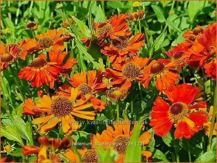 Helenium &#039;Kupferziegel&#039; | Zonnekruid | Sonnenbraut | Helen&#039;s Flower