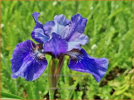 Iris sibirica &#039;Cote d&#039;Azur&#039; | Siberische lis, Lis, Iris | Sibirische Schwertlilie | Siberian Iris