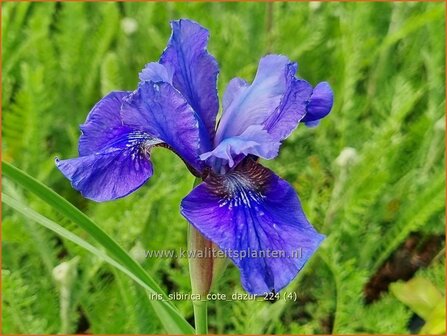 Iris sibirica &#039;Cote d&#039;Azur&#039; | Siberische lis, Lis, Iris | Sibirische Schwertlilie | Siberian Iris