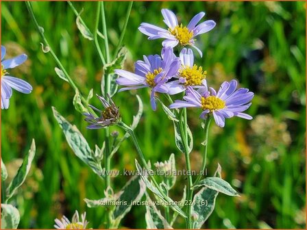 Kalimeris incisa &#039;Variaster&#039; | Zomeraster | Eingeschnittene Sch&ouml;naster | Japanese Aster