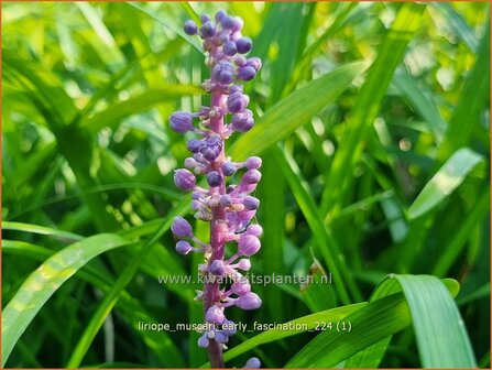 Liriope muscari &#039;Early Fascination&#039; | Leliegras | Lilientraube | Lilyturf