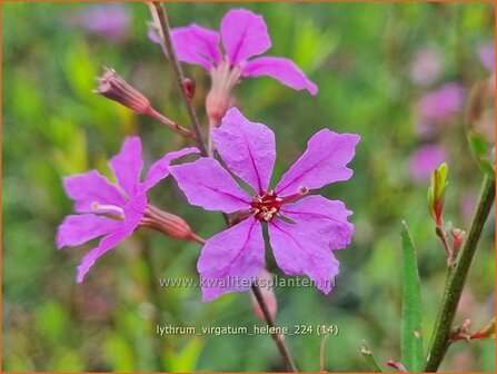 Lythrum virgatum &#039;Hel&egrave;ne&#039; | Fijne kattenstaart, Kattenstaart | Ruten-Weiderich | Wand Loosestrife