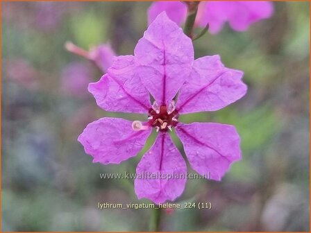 Lythrum virgatum &#039;Hel&egrave;ne&#039; | Fijne kattenstaart, Kattenstaart | Ruten-Weiderich | Wand Loosestrife