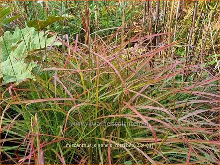 Miscanthus sinensis &#039;Rotsilber&#039; | Chinees prachtriet, Chinees riet, Japans sierriet, Prachtriet | Chinaschilf | Eulal