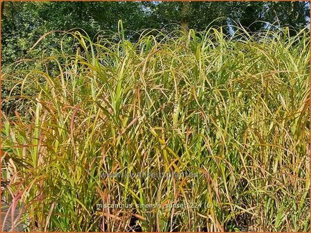 Miscanthus sinensis &#039;Sunset&#039; | Chinees prachtriet, Chinees riet, Japans sierriet, Prachtriet | Chinaschilf | Eula