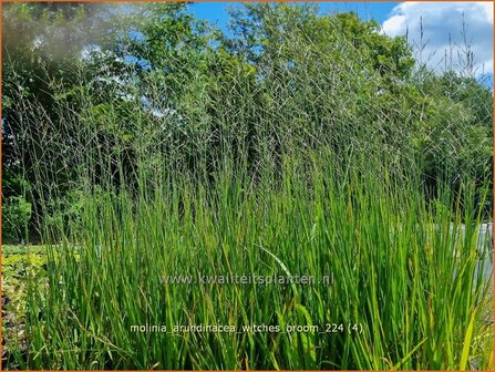 Molinia arundinacea &#039;Witches Broom&#039; | Pijpenstrootje | Hohes Pfeifengras | Tall Purple Moorgrass