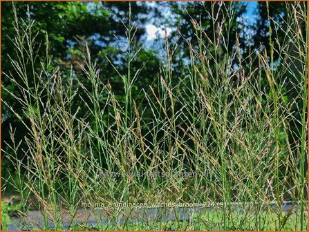 Molinia arundinacea &#039;Witches Broom&#039; | Pijpenstrootje | Hohes Pfeifengras | Tall Purple Moorgrass