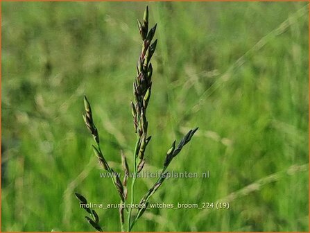 Molinia arundinacea &#039;Witches Broom&#039; | Pijpenstrootje | Hohes Pfeifengras | Tall Purple Moorgrass