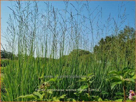 Molinia arundinacea &#039;Witches Broom&#039; | Pijpenstrootje | Hohes Pfeifengras | Tall Purple Moorgrass