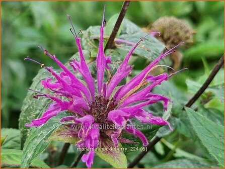 Monarda &#039;Huckleberry&#039; | Bergamotplant, Indianennetel | Indianernessel | Beebalm