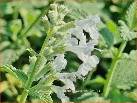 Nepeta racemosa &#039;Schneewei&szlig;chen&#039; | Blauw kattenkruid, Kattenkruid | Traubige Katzenminze | Persian Catmint