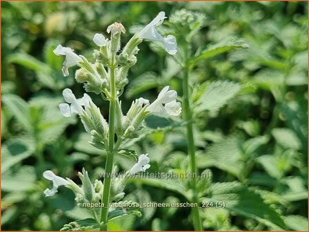 Nepeta racemosa &#039;Schneewei&szlig;chen&#039; | Blauw kattenkruid, Kattenkruid | Traubige Katzenminze | Persian Catmint