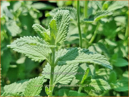 Nepeta racemosa &#039;Schneewei&szlig;chen&#039; | Blauw kattenkruid, Kattenkruid | Traubige Katzenminze | Persian Catmint