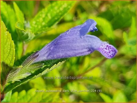 Nepeta subsessilis &#039;Dark Blue Panther&#039; | Kattenkruid | Sitzende Katzenminze | Catmint