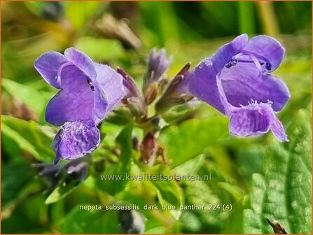 Nepeta subsessilis &#039;Dark Blue Panther&#039; | Kattenkruid | Sitzende Katzenminze | Catmint