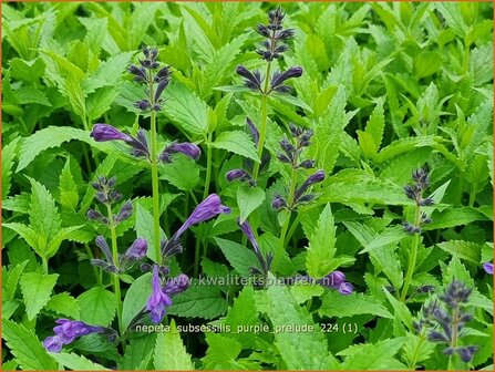 Nepeta subsessilis &#039;Purple Prelude&#039; | Kattenkruid | Sitzende Katzenminze | Catmint