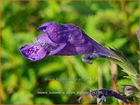 Nepeta subsessilis &#039;Purple Prelude&#039; | Kattenkruid | Sitzende Katzenminze | Catmint